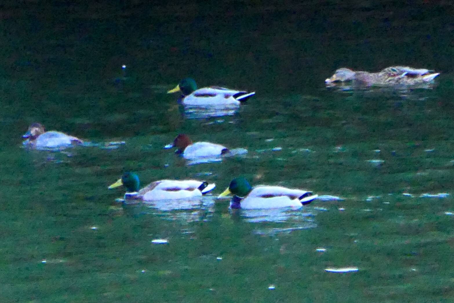 冬鳥たちマガモ)