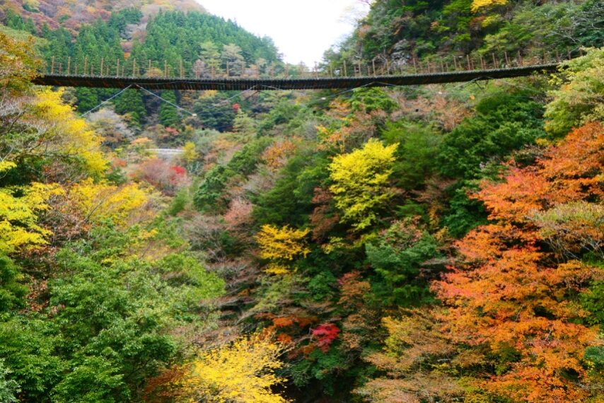 樅木の吊橋