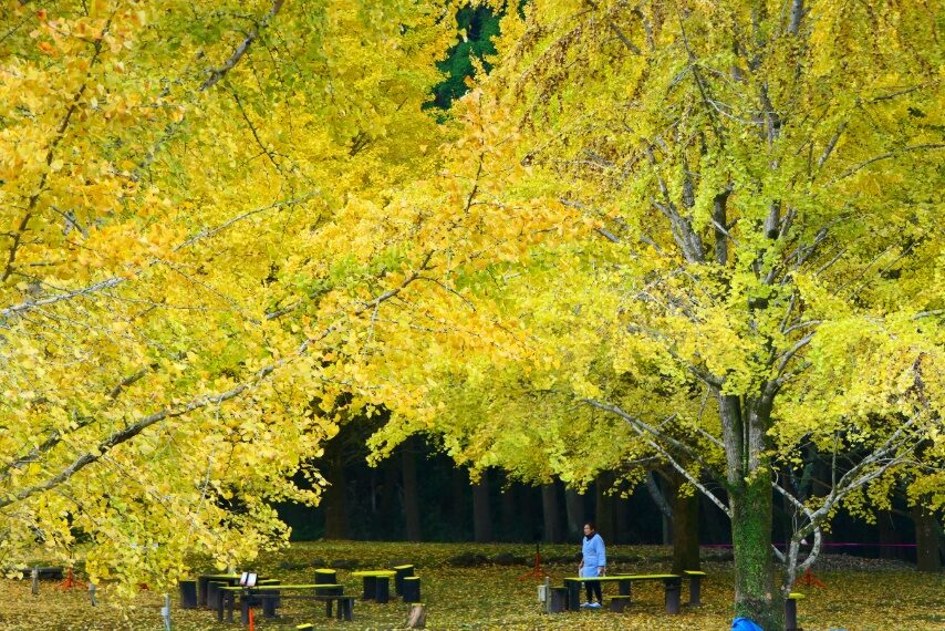 上大迫の大イチョウ