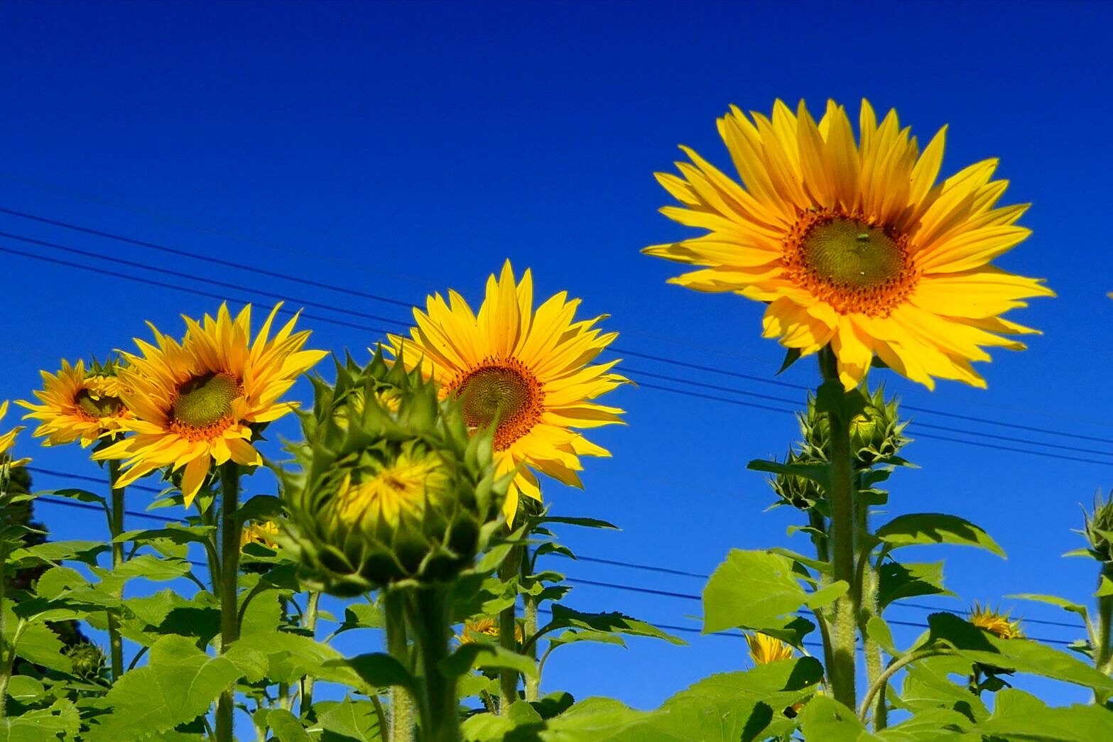 薩摩富士 開聞岳のある絶景　ヒマワリ-2