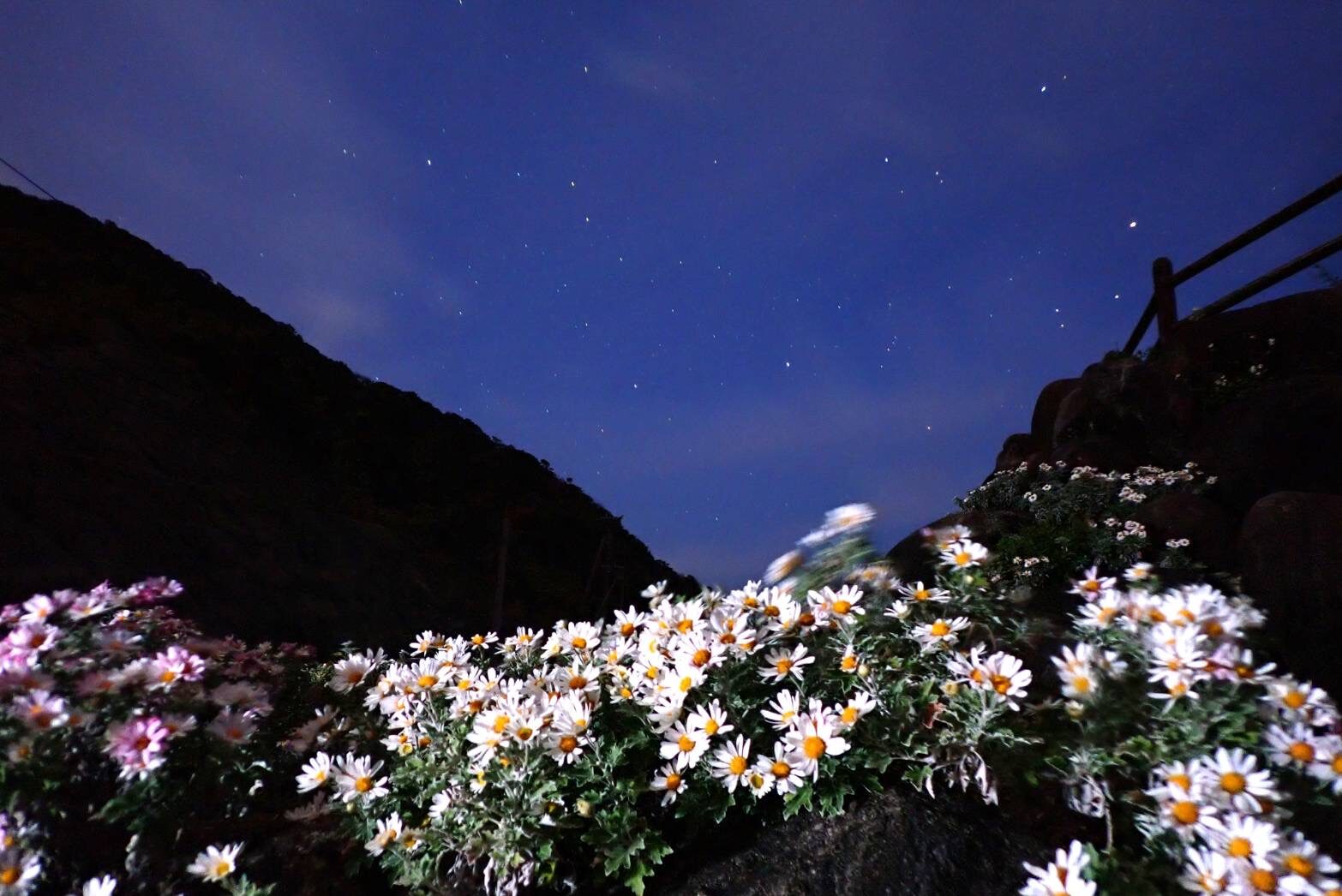 サツマノギク咲く夜明け前-1