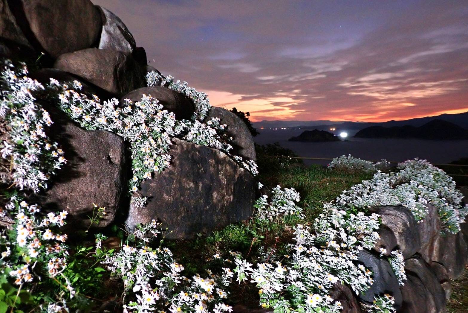 サツマノギク咲く夜明け前-2