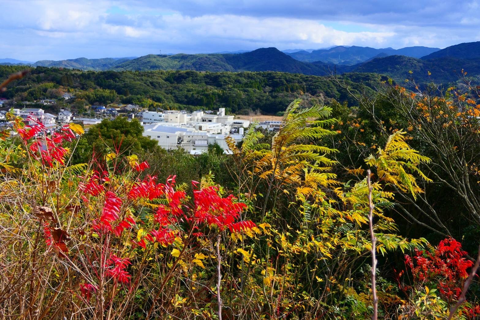 番所丘の紅葉・黄葉-1