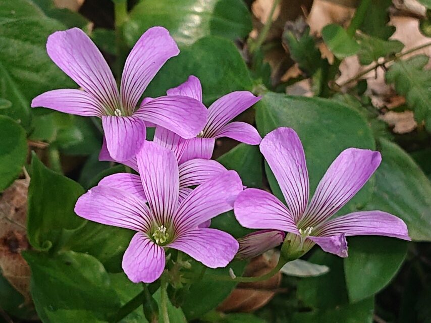 ムラサキカタバミ