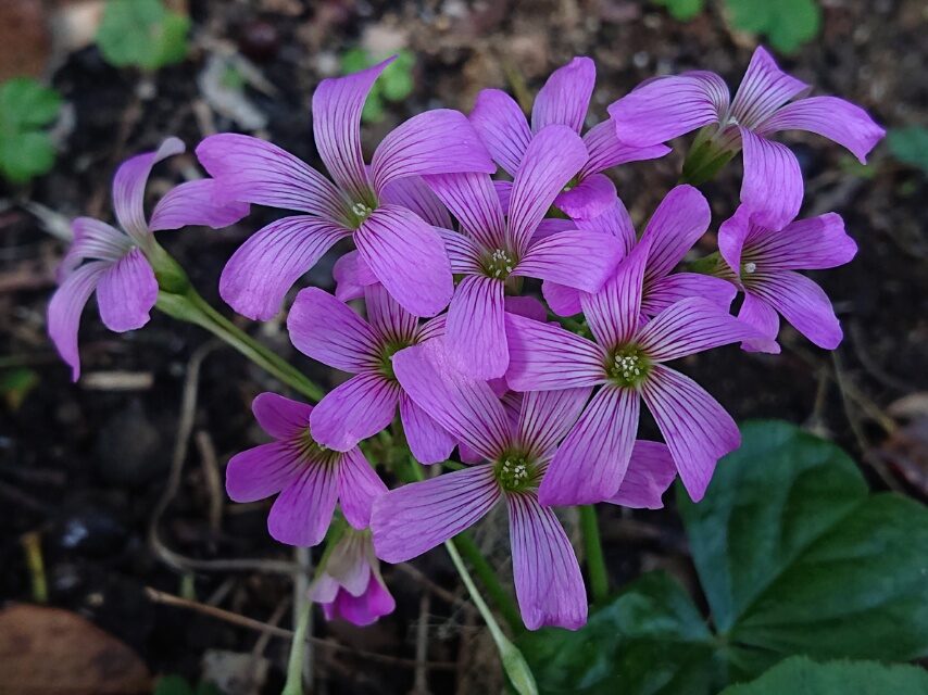 ムラサキカタバミ