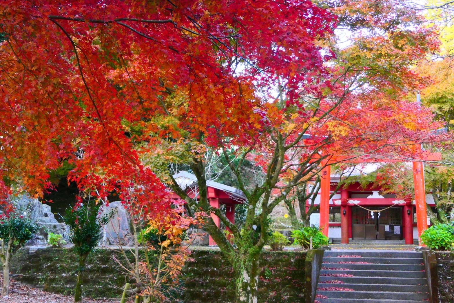 大野岳神社の紅葉-1