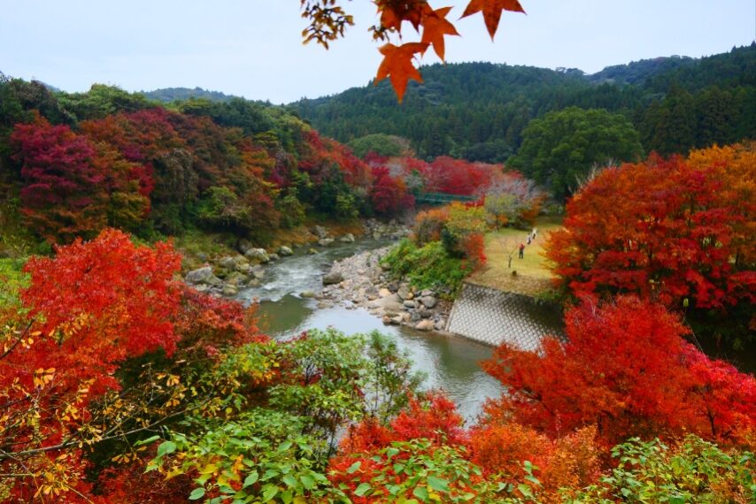 せせらぎの湯花水木の紅葉-2