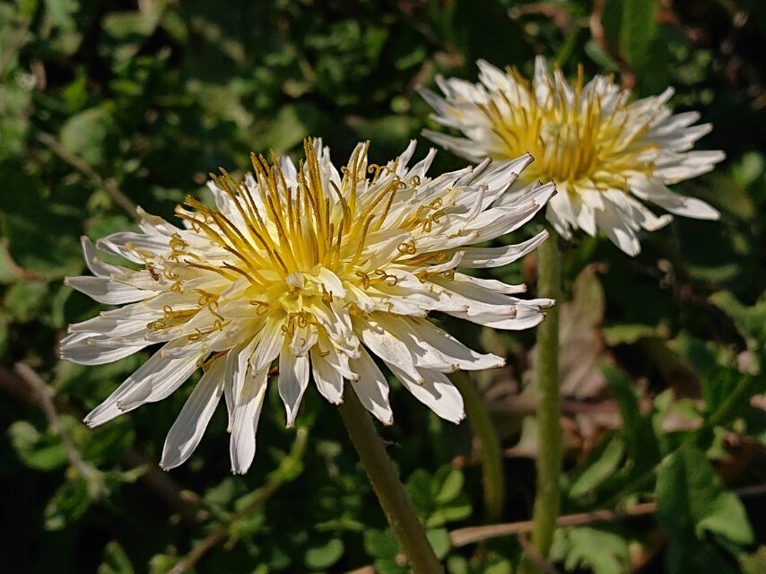 シロバナタンポポ