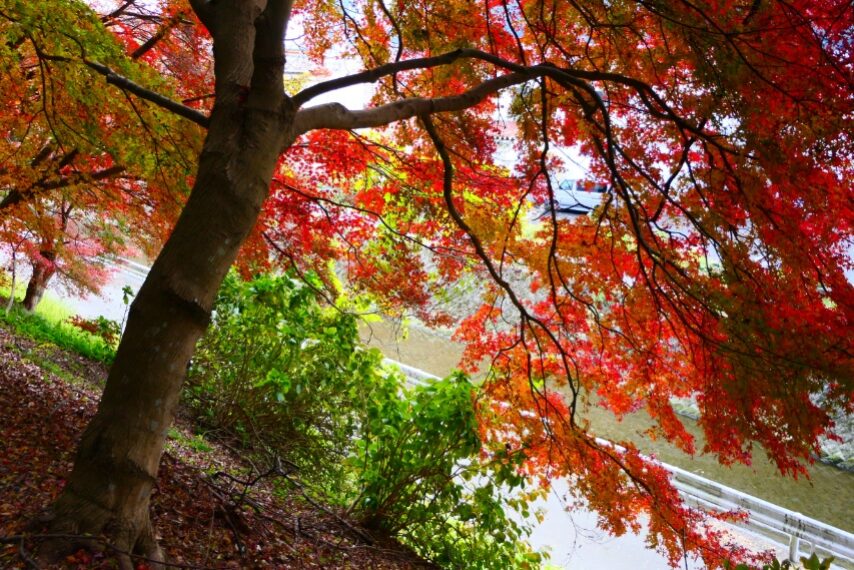 新田神社の紅葉-5