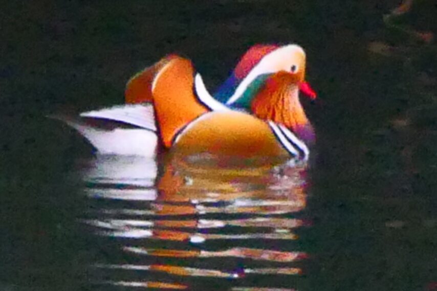 南国かごしまで越冬中のオシドリ-4