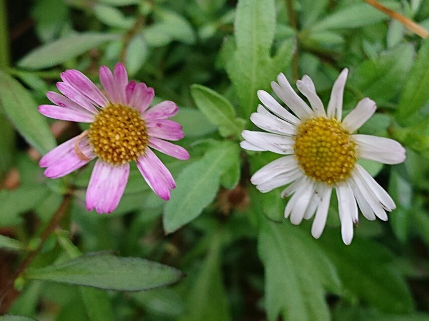 ゲンペイコギク