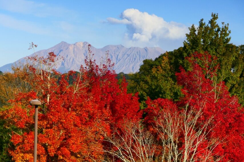 鹿児島ふれあいスポーツランドの紅葉・黄葉-1