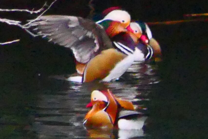 南国かごしまで越冬中のオシドリ-5