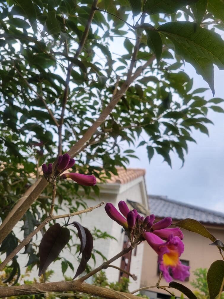 ピンクのイペー-4