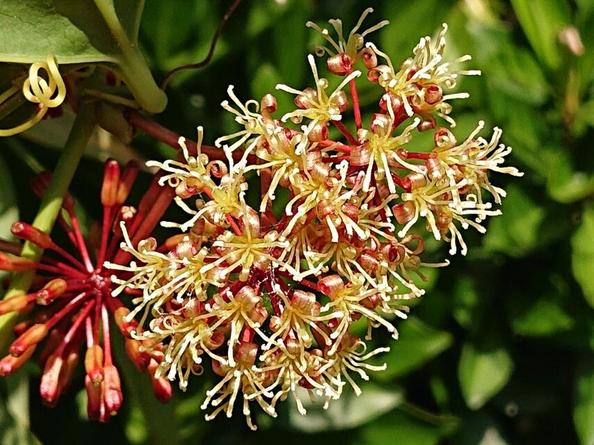 サツマサンキライ(雄花)