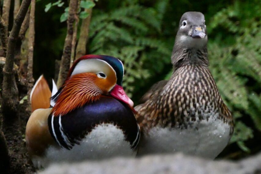 南国かごしまで越冬中のオシドリ-2