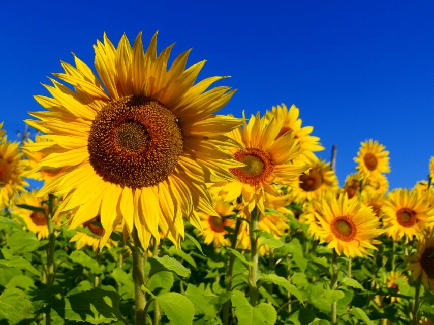 初冬のヒマワリ-2