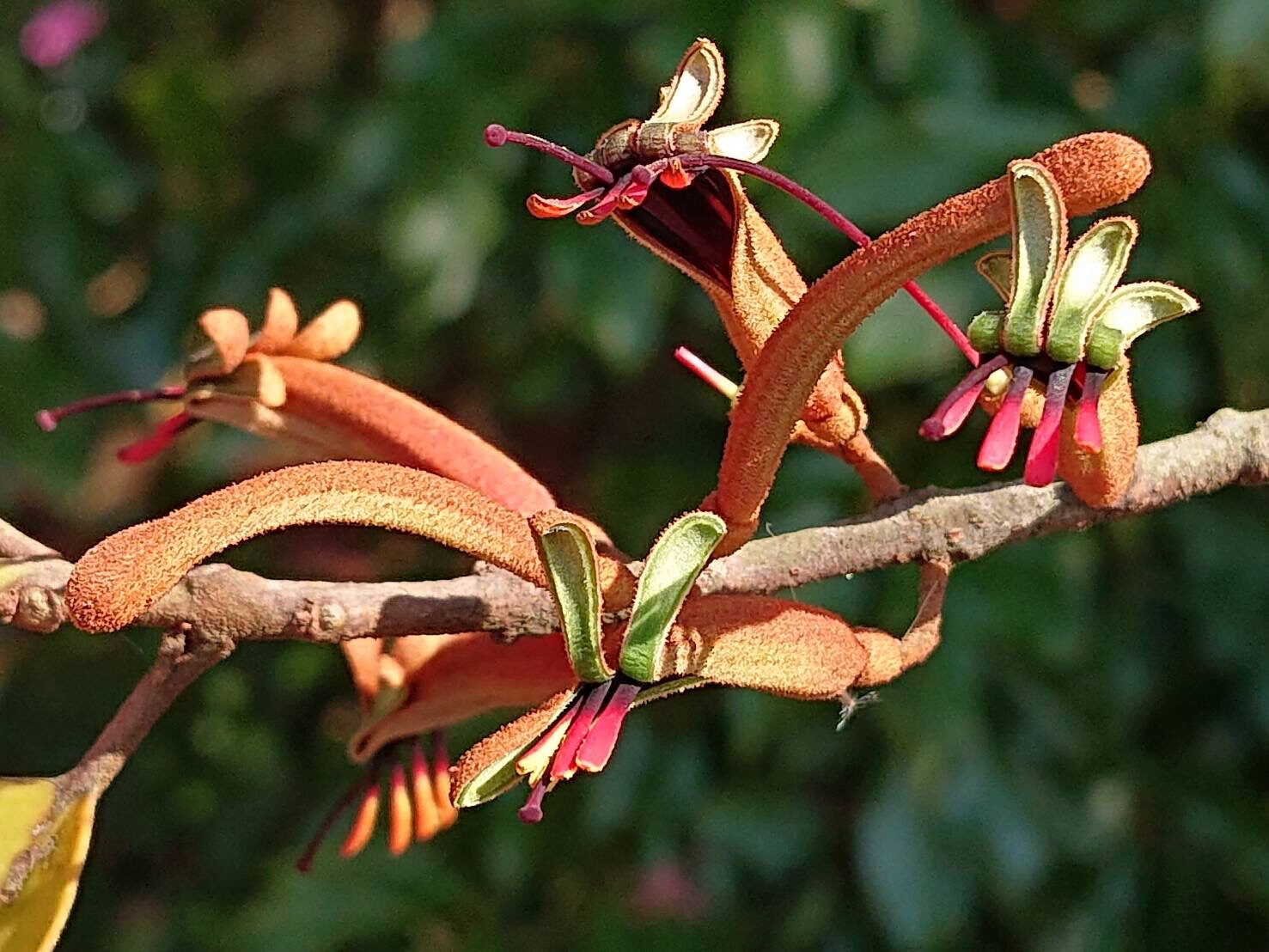 オオバヤドリギ