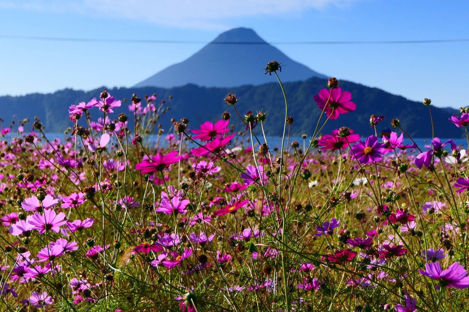 薩摩富士 開聞岳のある絶景　コスモス