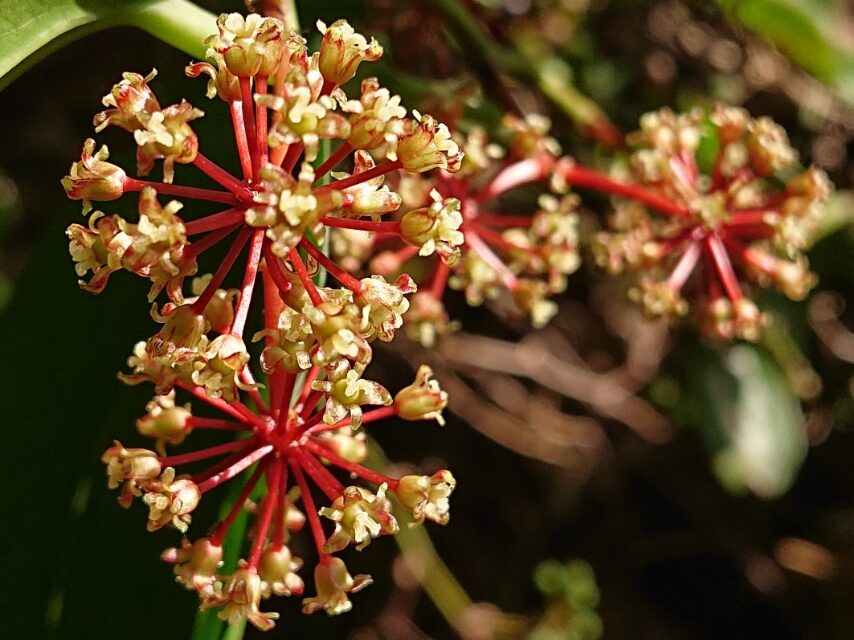 サツマサンキライ(雌花)