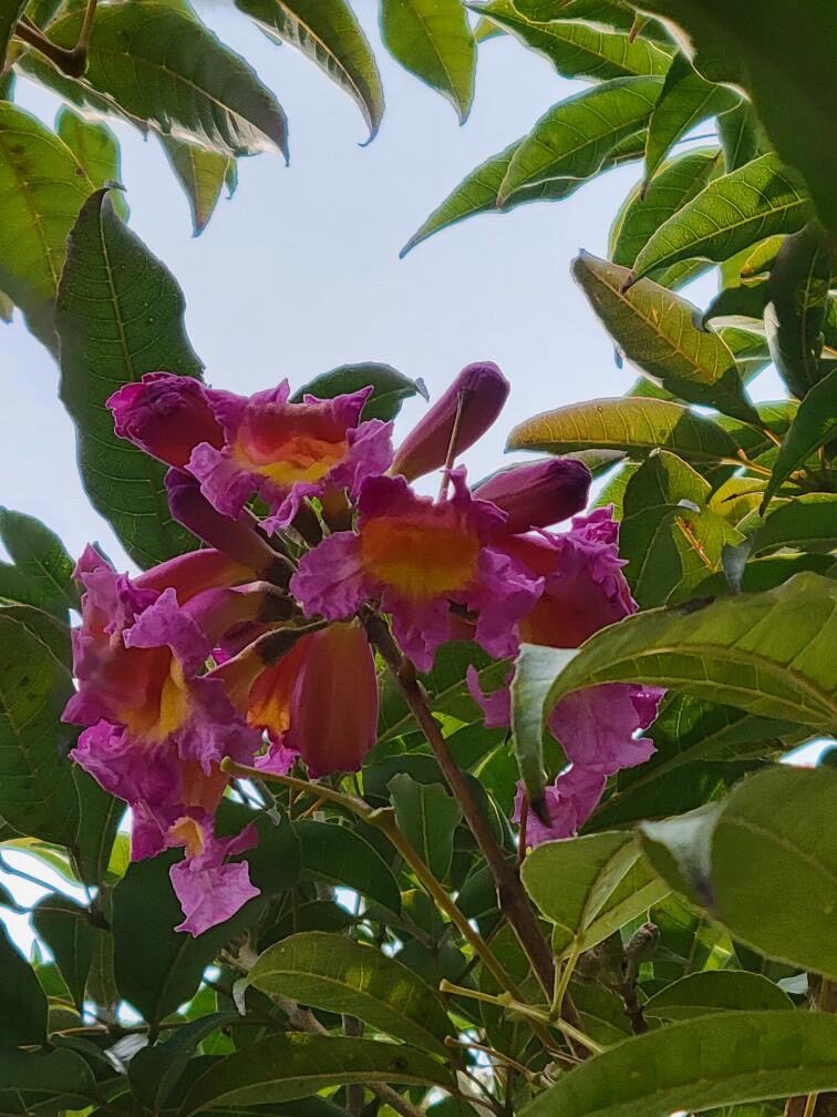 ピンクのイペー-2