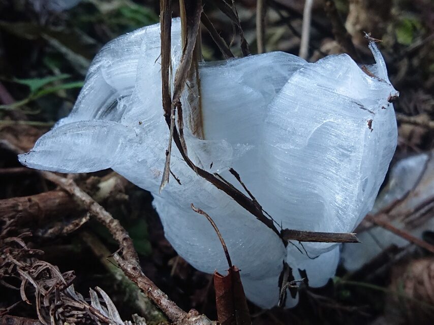 シモバシラ(シソ科の花)-5