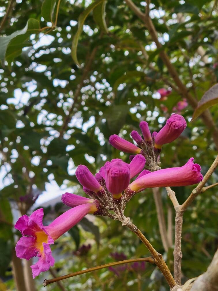 ピンクのイペー-1