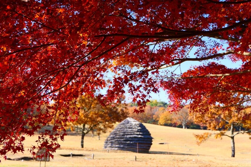 上野原縄文の森-1