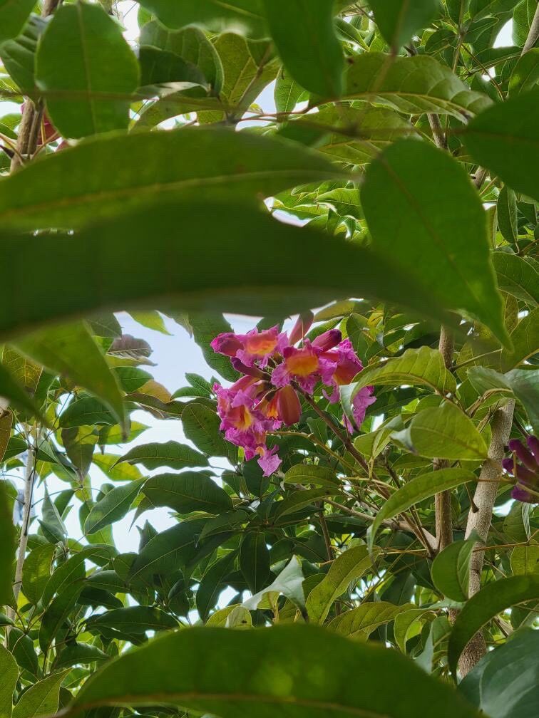 ピンクのイペー-3