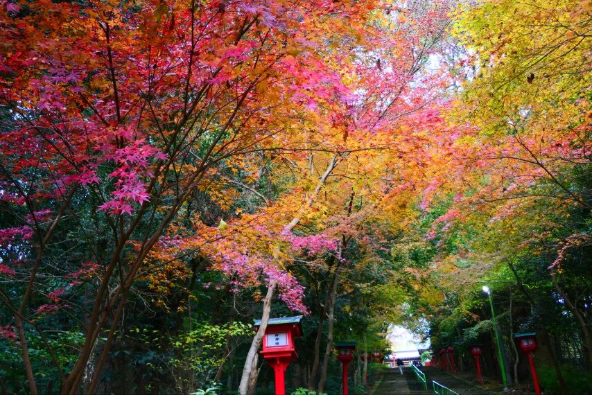 新田神社の紅葉-3