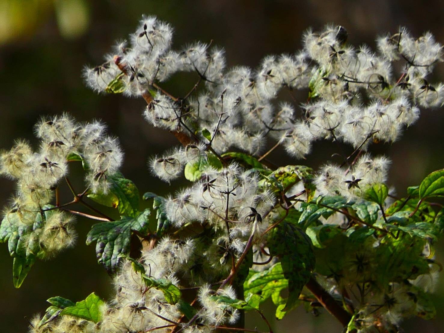 ボタンヅルの種