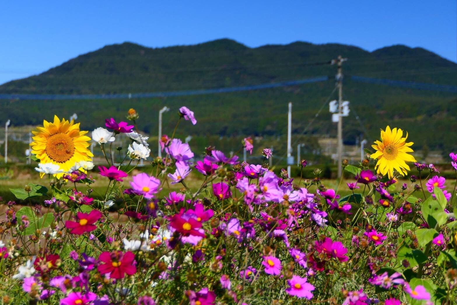 コスモスとヒマワリ