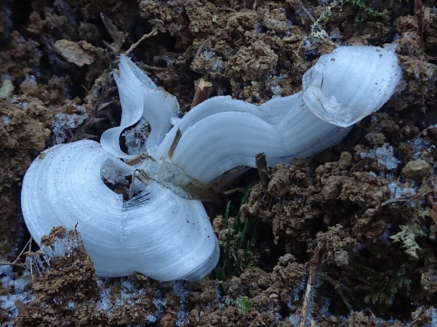 シモバシラ(シソ科の花)-3