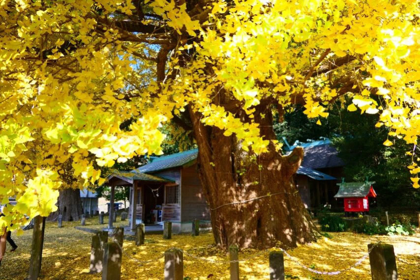 福山宮浦宮の夫婦イチョウ-2