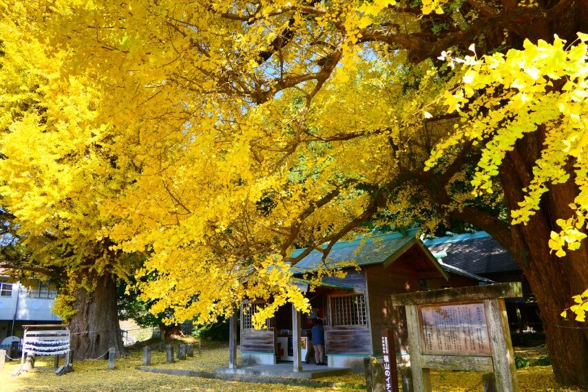 福山宮浦宮の夫婦イチョウ-1