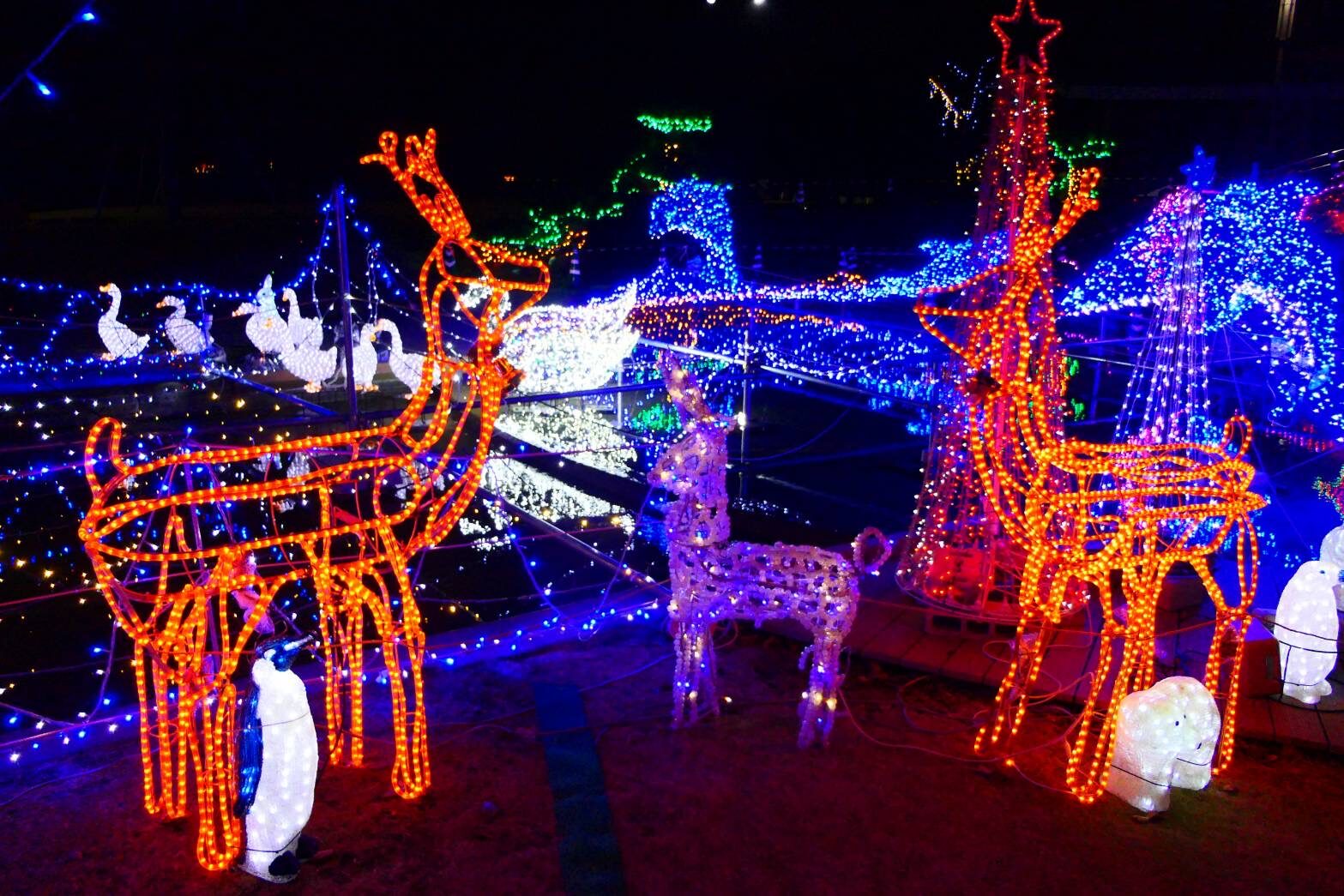 マリンポートかごしま　イルミネーション-6