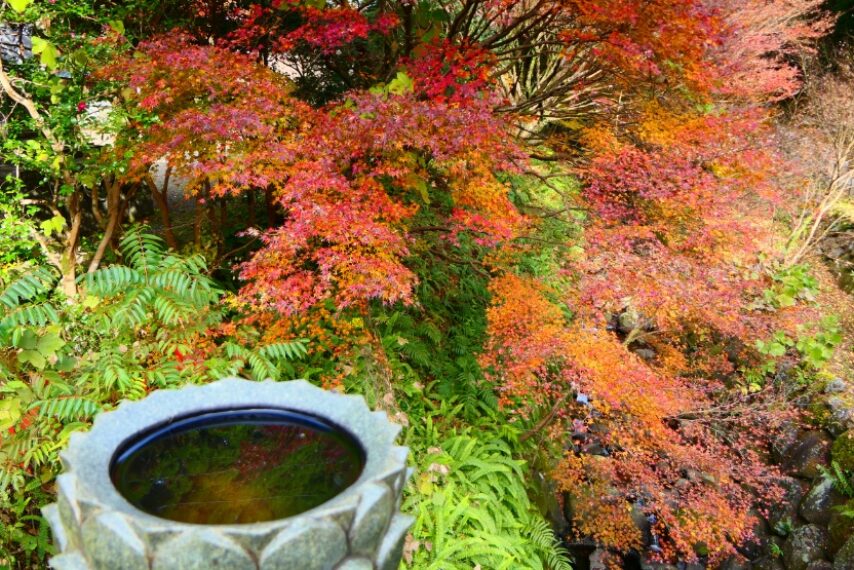 いちき串木野市冠岳山麓の名残りの紅葉-5