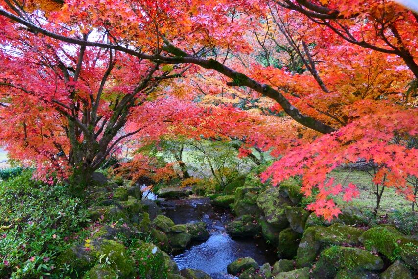 鹿児島ふれあいスポーツランドの紅葉・黄葉-4