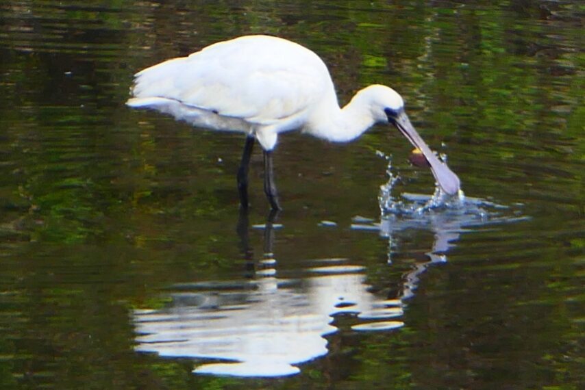 クロツラヘラサギ