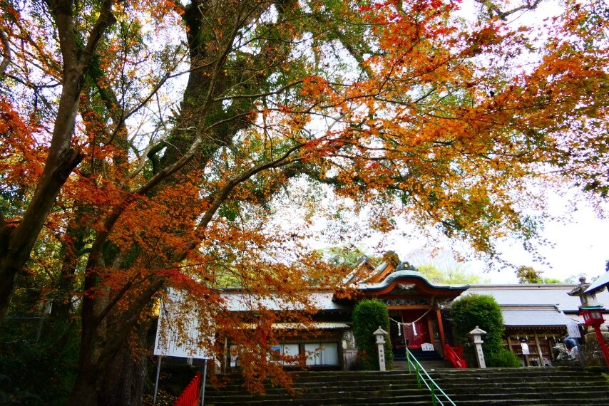新田神社の紅葉-4