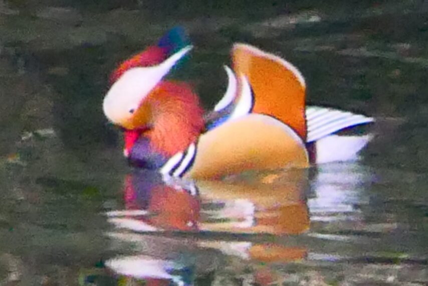 南国かごしまで越冬中のオシドリ-3