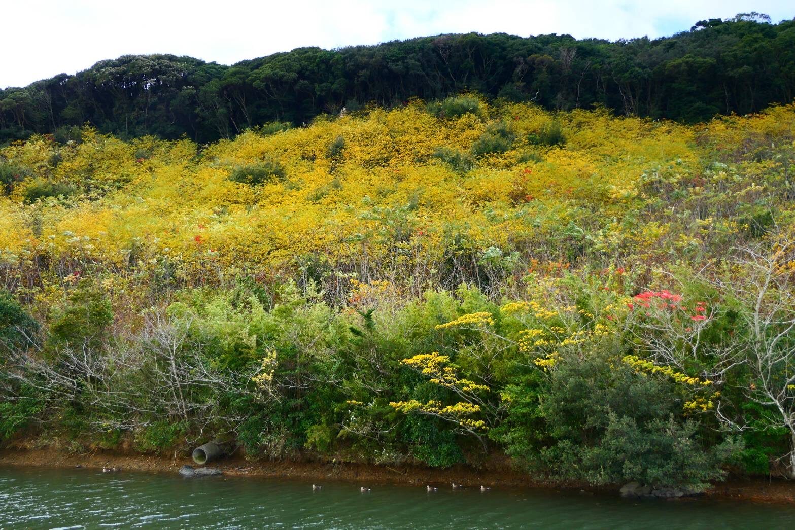 番所丘の紅葉・黄葉-2