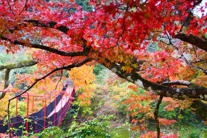 せせらぎの湯花水木の紅葉-4