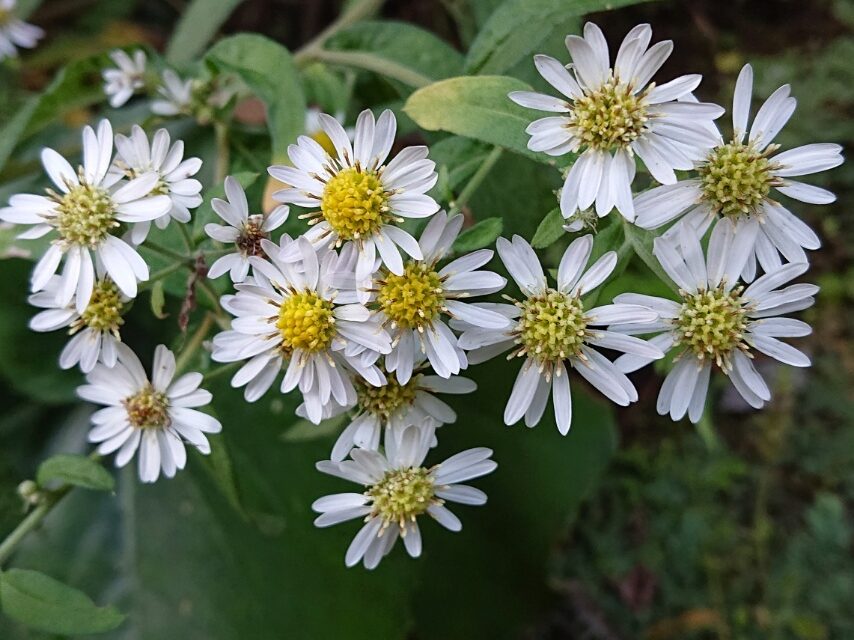 サツマシロギク