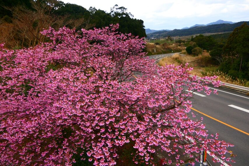 峰尾峠のカンヒザクラ-1