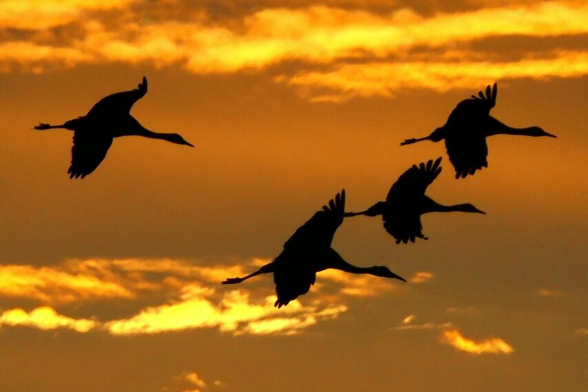 出水のツルたち-3