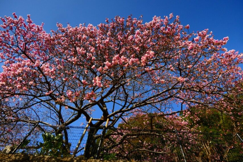 證海寺 カワヅザクラ-2