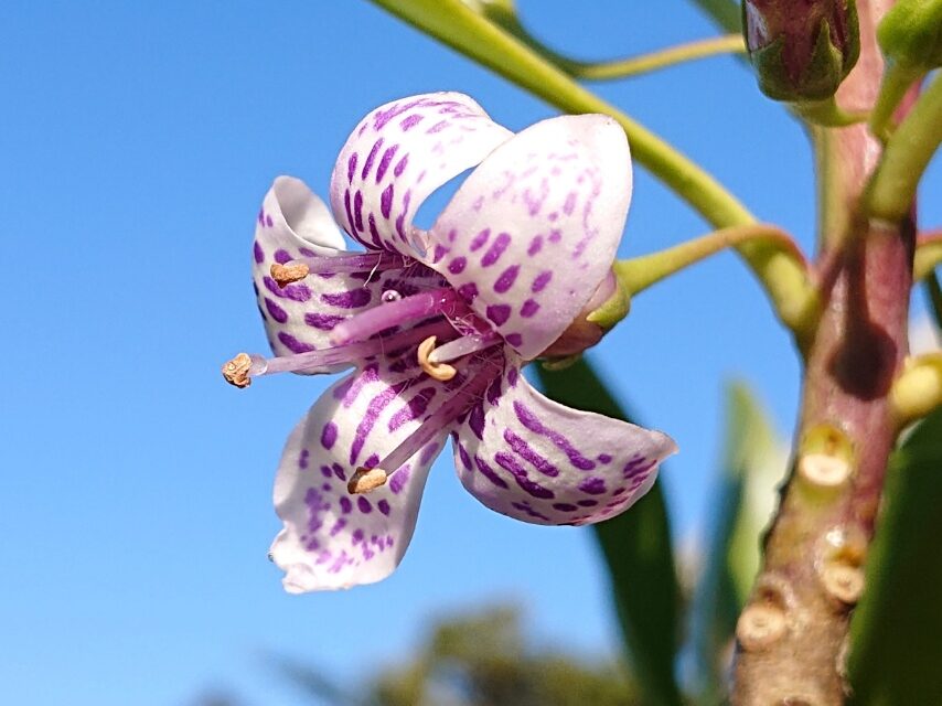 ハマジンチョウ