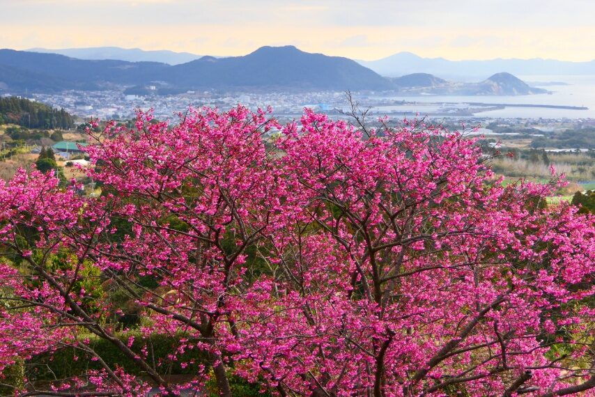 耳取峠(坊津町)のカンヒザクラ-2