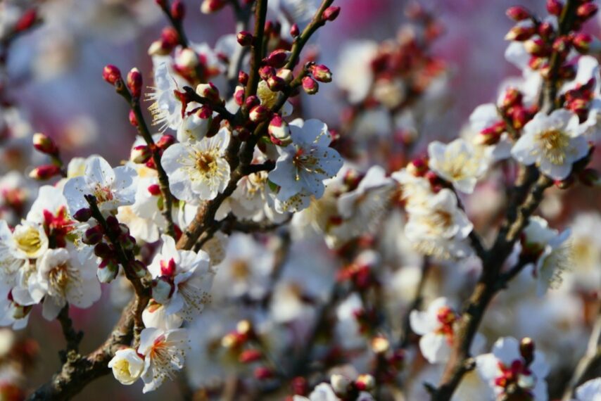 吉野公園の紅・白梅-3